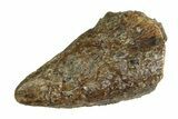 Tyrannosaur (Nanotyrannus) Tooth - Montana #350766-1